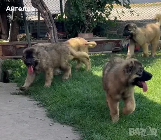 Кавказка овчарка