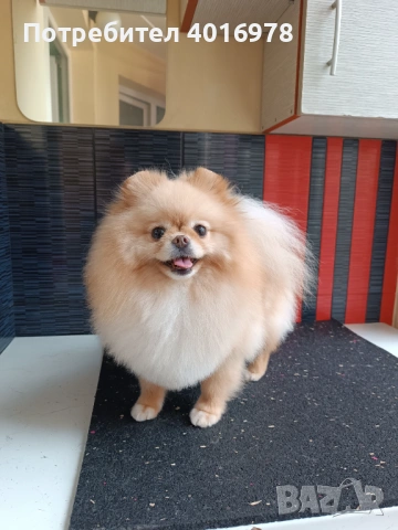 Померан Момче с Родословие FCI, снимка 5 - Померан - 53233176