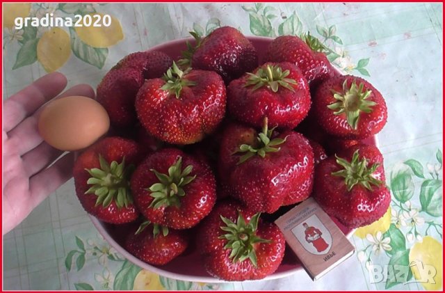 Ягода сорт " Мадам Муто ", снимка 7 - Разсади - 40612514