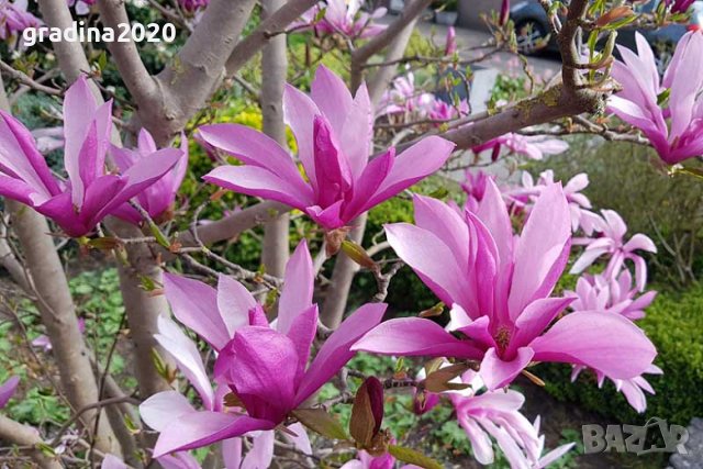 Магнолия Сюзън - Susan, снимка 4 - Разсади - 37824227