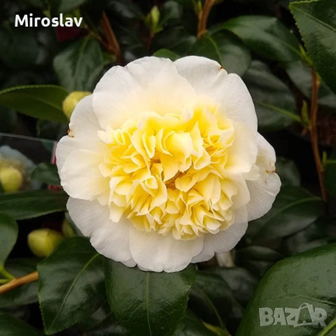 Камелия (2 вида), снимка 6 - Градински цветя и растения - 54214083