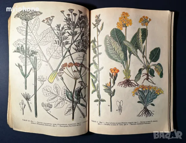 Стара Книга Разпознаване и Събиране на Билки / Борис Китанов, снимка 6 - Специализирана литература - 49528287