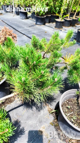  Pinus Mugo Mughus, Клек, снимка 7 - Градински цветя и растения - 40696492