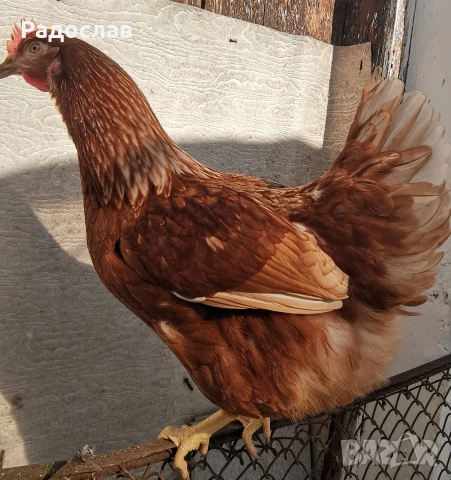 Ярки Ломан Браун за яйца, кокошки Носачки, петли , снимка 3 - Кокошки и пуйки - 41425416
