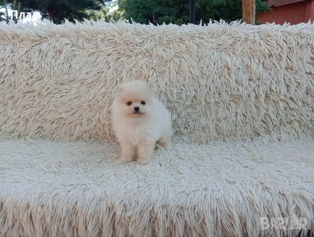 Померани. Реални снимки!!!, снимка 2 - Померан - 54036819