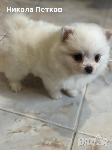 Померан мини , снимка 3 - Померан - 52597615