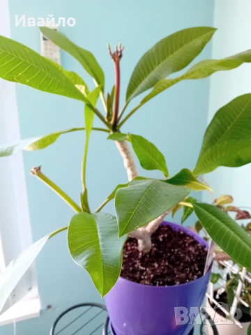 Семена и разсади различни видове, снимка 5 - Разсади - 35847760