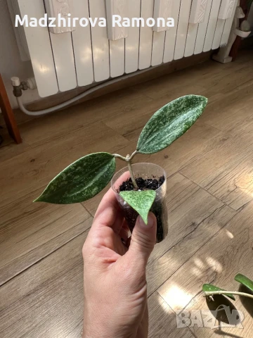 Hoya Rangsan , снимка 1