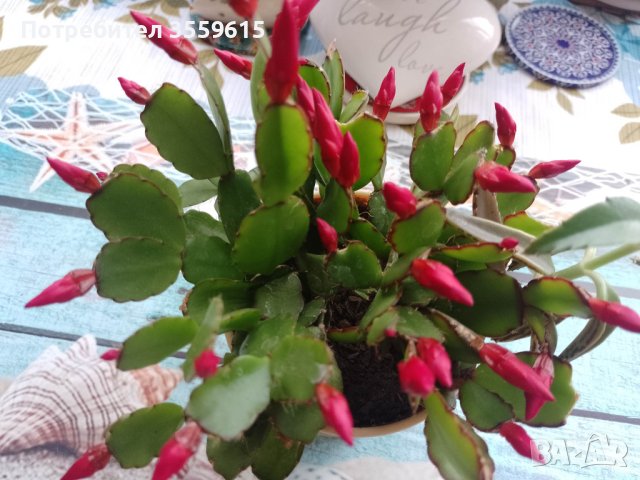 красиво цвете в саксия, снимка 1