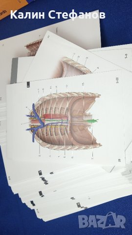 Учебни карти анатомия ANATOMI FLAS KARTLARI медицина турско издадетлство, снимка 5 - Ученически пособия, канцеларски материали - 42759044