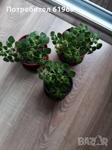 Дървото на парите! , снимка 2 - Стайни растения - 53259430