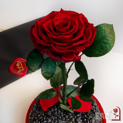 Подарък за Годишнина / Естествена Вечна Роза в Голяма Стъкленица / Оригинален Подарък за Жена, снимка 5 - Други - 34470749
