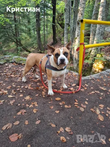 Мъжки AMSTAFF за разплод