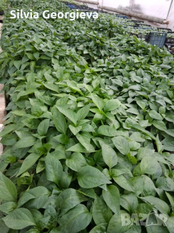 Разсад пепер, снимка 3 - Разсади - 54282394