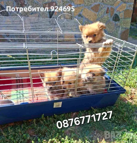 Померан кученца , снимка 4 - Померан - 49063312