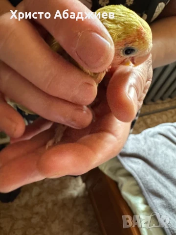 ръчни неразделки, снимка 3 - Папагали - 50866658