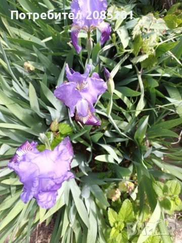 Ирис, снимка 2 - Градински цветя и растения - 40811693