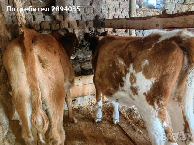2 женски телата по 4 месеца , снимка 2 - Крави - 56333663