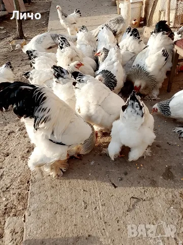 яйца от колумбийска брама 