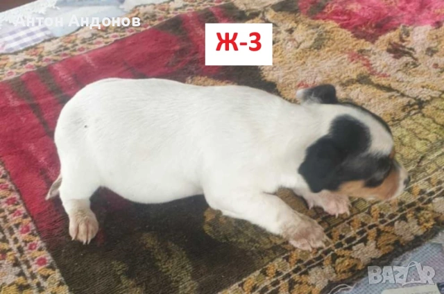 Джак Ръсел Териер, снимка 3 - Джак ръсел териер - 53382159