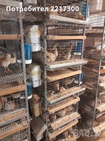 Продавам пъдпъдъци , снимка 5 - За птици - 35108880