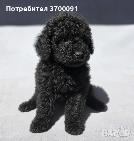 пуделче / мини пуделче 