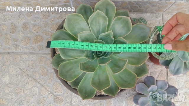 Ешеверия различни размери, снимка 2 - Стайни растения - 50851903
