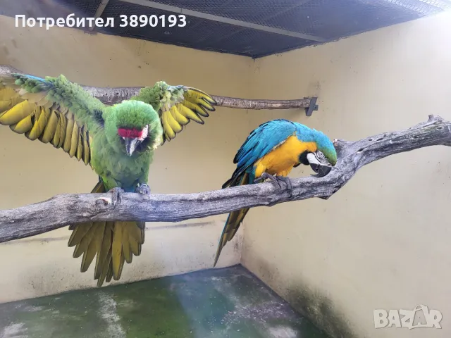 Двойка ари, снимка 5 - Папагали - 48889147