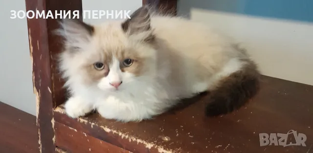 котета Регдол на 2,5месеца