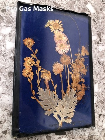 Хербарий цветя само за 20 лв в рамка със стъкло , снимка 3 - Други ценни предмети - 39351887