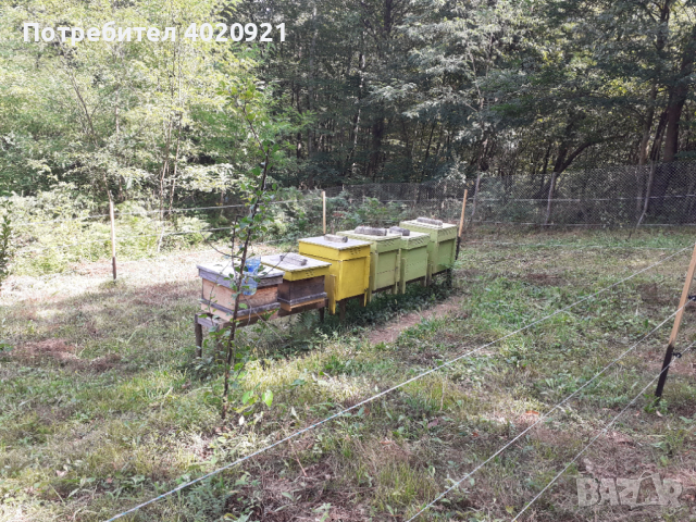 Продавам пчелни семейства, снимка 1 - За пчели - 44635581