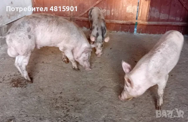 Продавам прасета, снимка 2 - Прасета - 55914564