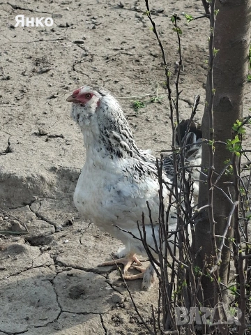 Разплодни яйца, снимка 3 - Кокошки и пуйки - 54241961