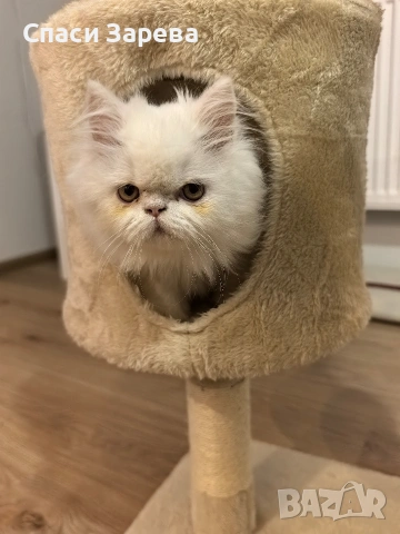 продавам персийско коте женско, снимка 4 - Други - 54196854