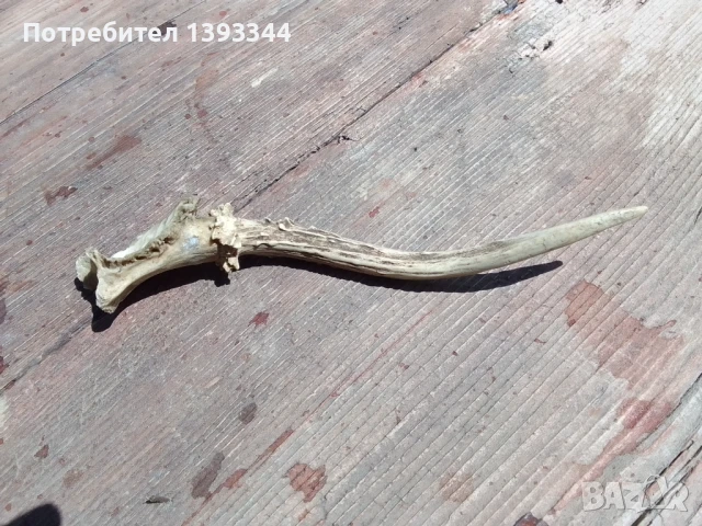 Рог от сръндак