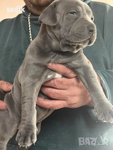 питбул блу нос мъжки и женски
