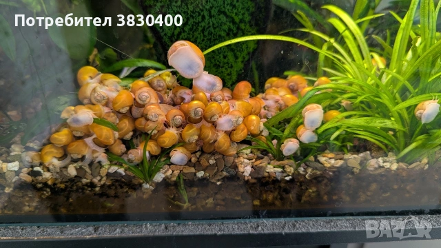 охлюви за аквариум ампулария 