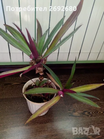 Традесканция рео, кротон,христов венец и други цветя/бамбук/цени в описанието , снимка 4 - Стайни растения - 50184776