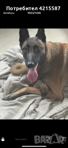 Белгийска овчарка бебе, снимка 4 - Белгийска овчарка - 52851057