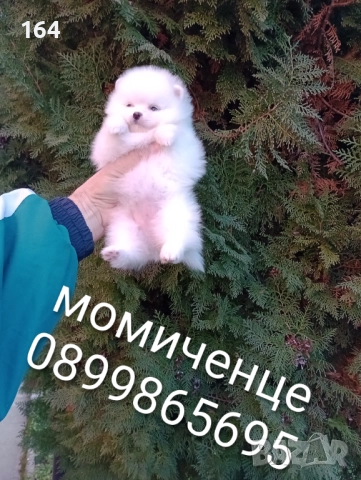 Бели женски Померани. Реални снимки от 15.12.25 г. , снимка 3 - Померан - 52697509