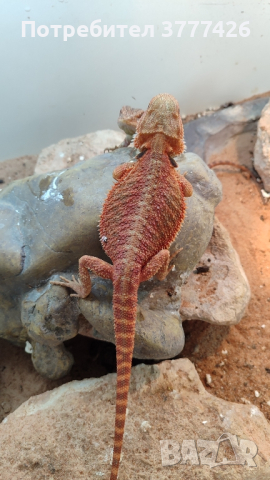 Червена Брадата Агама / Red Pogona vitticeps, снимка 2 - Други - 42659507