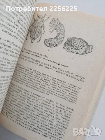 Болести и неприятели по овощните дървесни видове, снимка 5 - Специализирана литература - 54097986