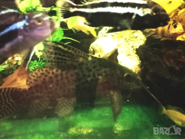 Продавам голями сомове Платидоруси и Синудонтуси, снимка 5 - Рибки - 53885429