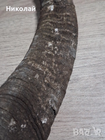 Стар Рог от Коза , снимка 2 - Антикварни и старинни предмети - 54175315