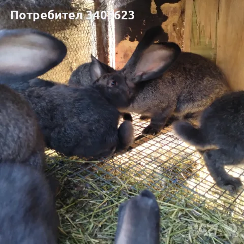 мъжки зайци великани , снимка 3 - Други - 55946639