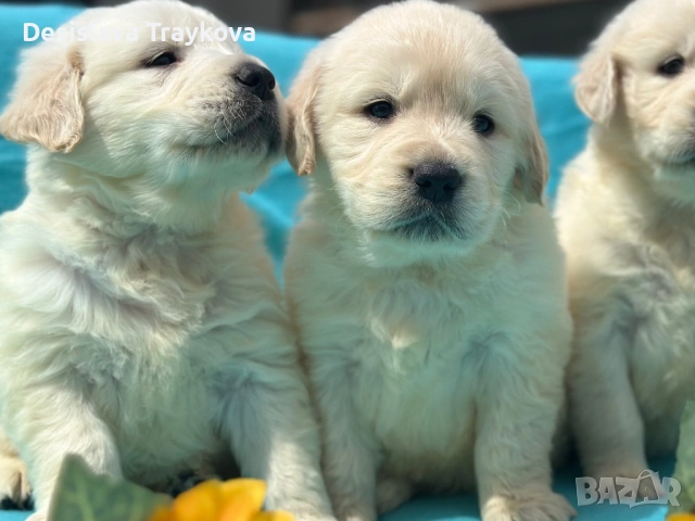 Кученца Голдън ретривър , снимка 5 - Голдън ретривър - 54186700