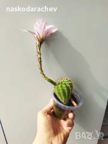 Кактус цъфтящ , снимка 11 - Стайни растения - 49928084