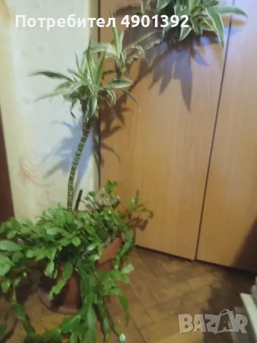 Продавам коледниче и драцена