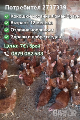 Кокошки носачки ломан браун