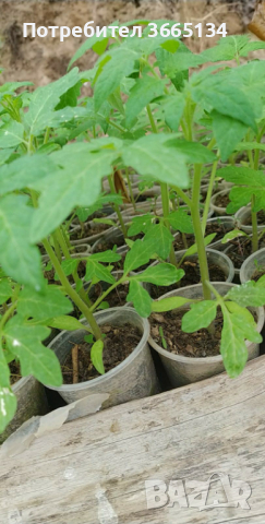 Разсад домати краставици пипер ягоди тиквички , снимка 2 - Разсади - 39931945